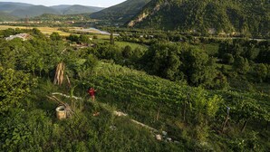 A vineyard landscape with a person working among the vines. - House in the Vineyard (Ambrolauri)