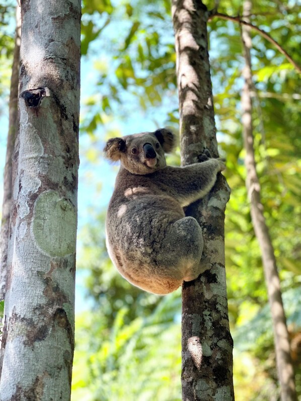 Un koala aferrado a un tronco de árbol en un bosque.