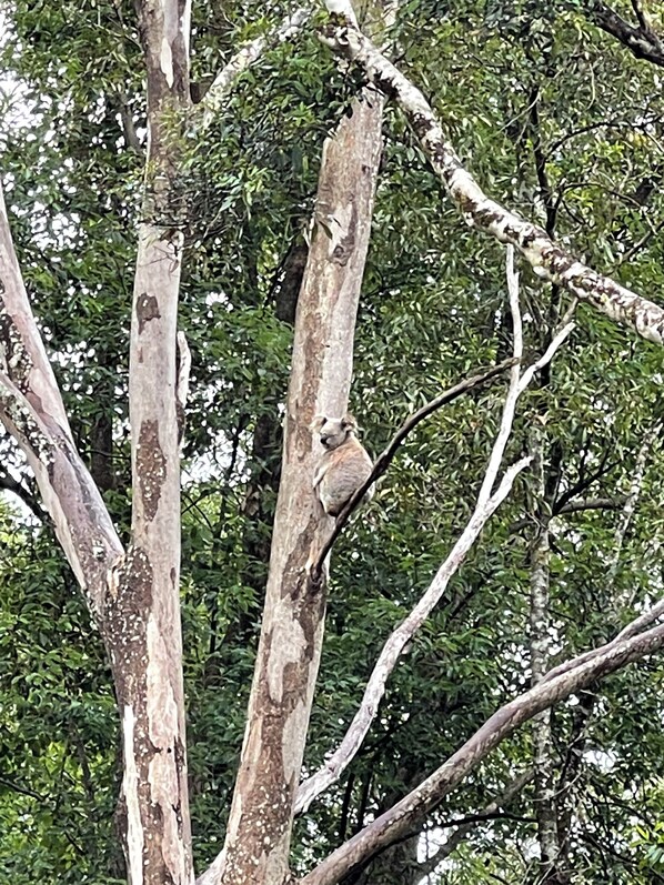 A bird perched on a tree branch.