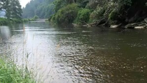 Un bulldog caminando por la orilla embarrada de un río.