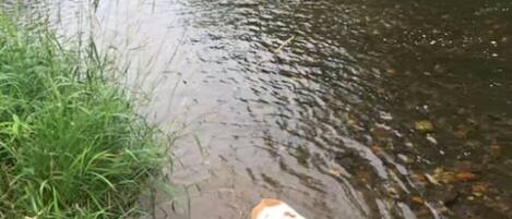 Um buldogue caminhando pela margem lamacenta de um rio.