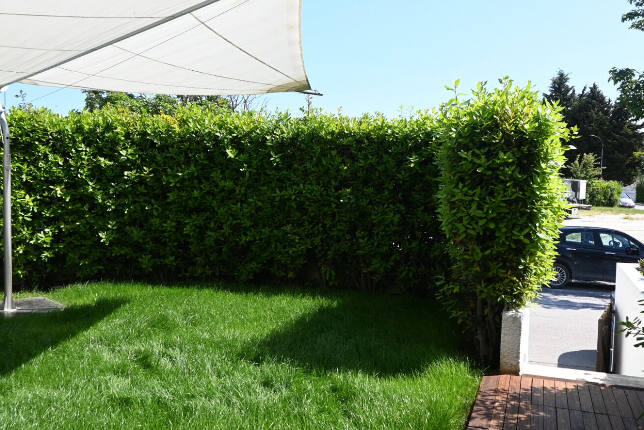 A well-maintained hedge, a grassy area, and a parked car.