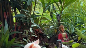 A white cat sitting on a wooden deck surrounded by lush greenery and a Buddha statue. - Villa Lazy Coco, a 3-minute walk from the sea (Sainte-Luce)