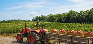 A tractor with a trailer carrying baskets of apples in a vineyard.