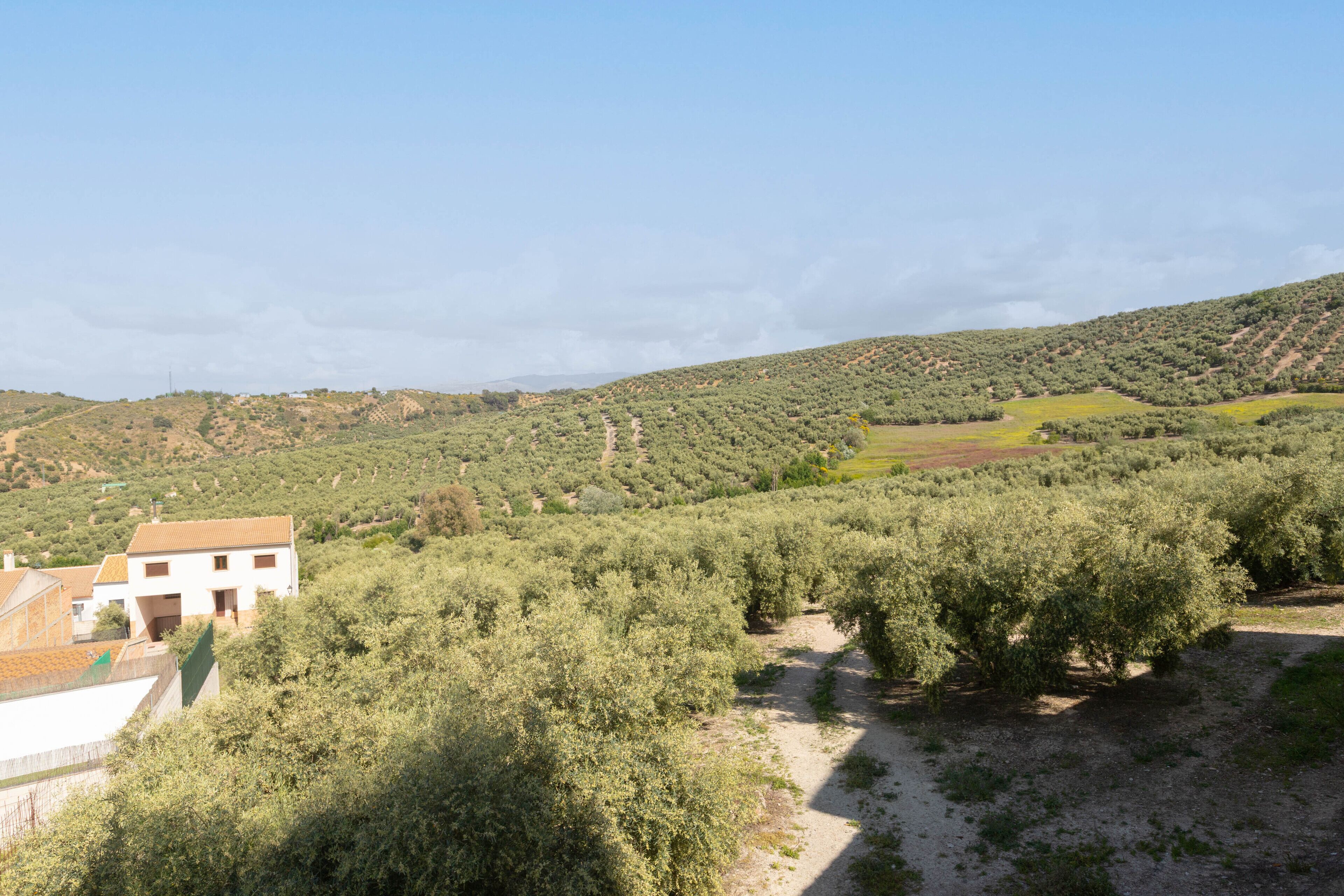 Paisaje rural con olivares, un sendero de tierra y un edificio blanco con tejado rojo.
