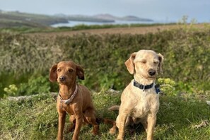 Two dogs sitting on grass with a natural landscape in the background. - Swn y Môr - 1 Bedroom Cottage - Whitesands (Saint David's and the Cathedral Close)