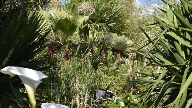 A garden with various plants and flowers, including white calla lilies and green foliage.