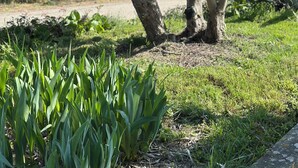 A garden with neatly trimmed trees and green foliage. - Idyllic gîte with private pool and garden in beautiful surroundings. (Laure-Minervois)