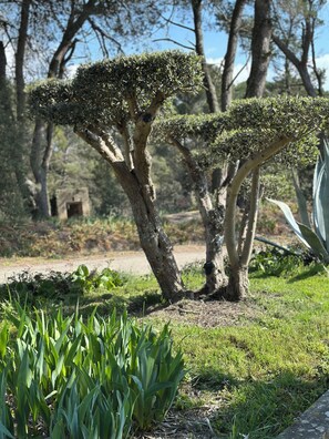 Property grounds - Idyllic gîte with private pool and garden in beautiful surroundings. (Laure-Minervois)