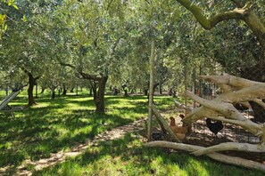 Family House, Multiple Bedrooms, 2 Bathrooms (Casa Oliva Kim Marie) | Property grounds