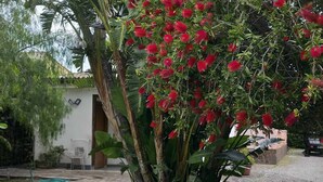 A garden with a variety of plants, including a prominent tree with red flowers and a large white spherical object on the grass.