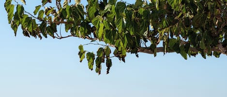 Una persona sentada en un banco con vistas al mar y un árbol encima.