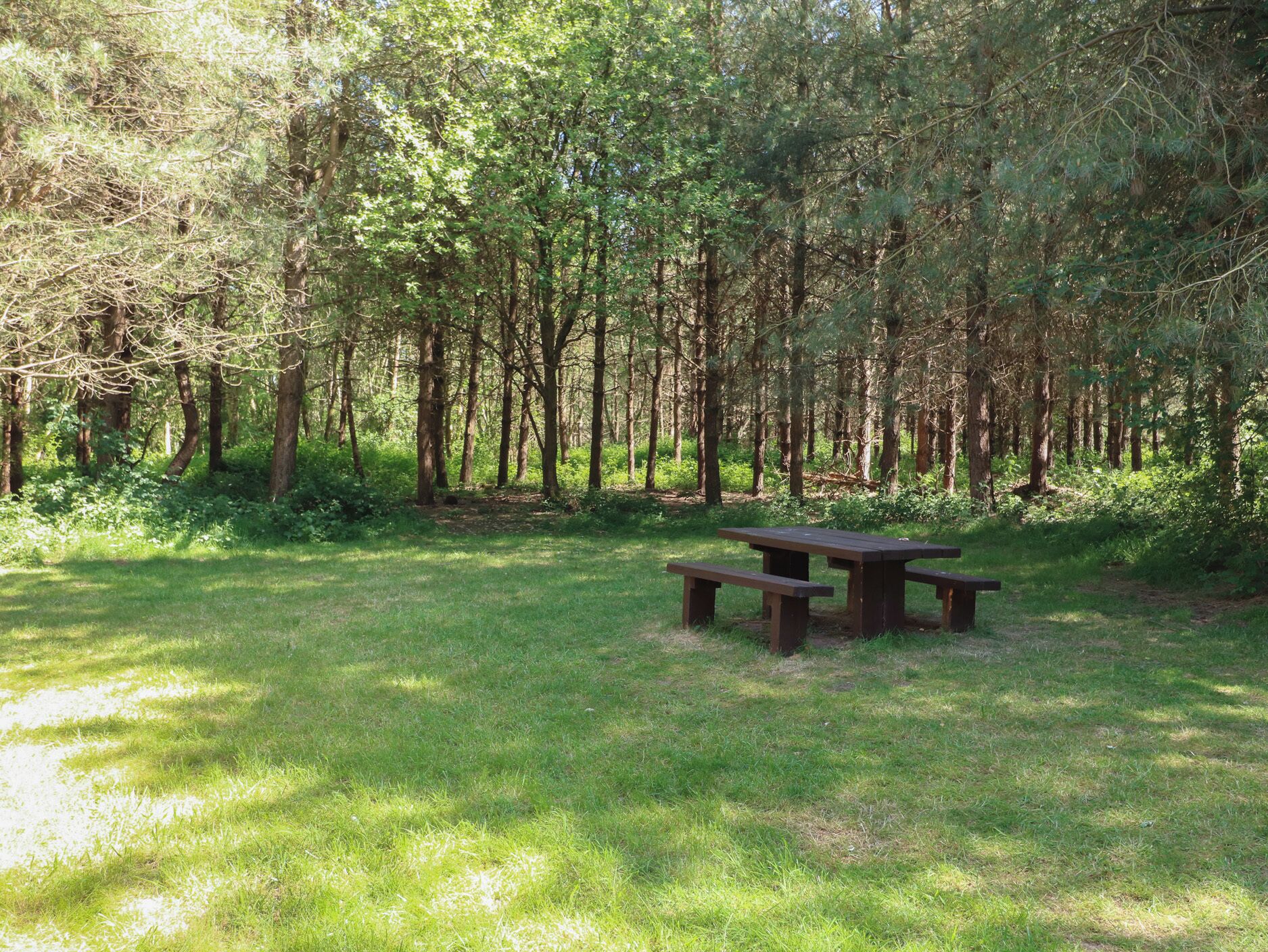 A picnic table in a forested area with grass and trees.