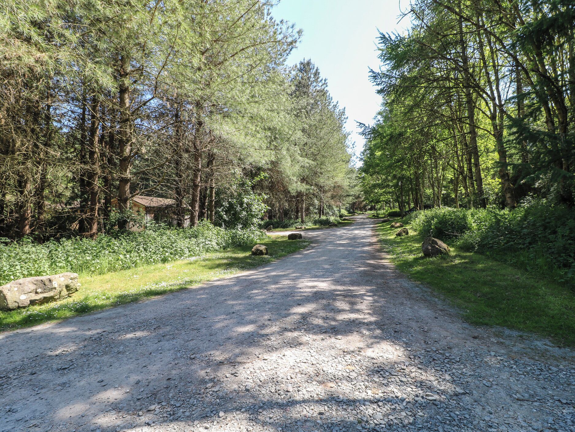 A gravel path through a forested area with trees and rocks.