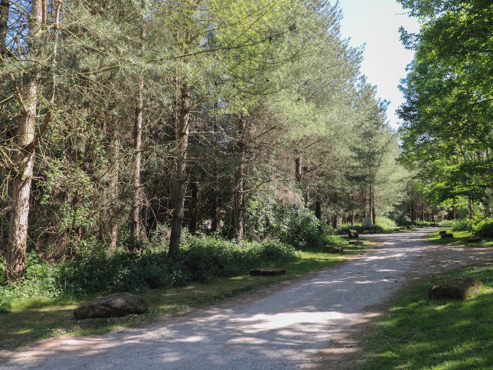 Un sendero arbolado con árboles y rocas.