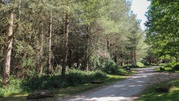 Un sendero arbolado con árboles y rocas.