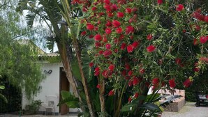 Un jardin où l’on trouve une grande variété de plantes, dont un arbre remarquable aux fleurs rouges et un grand objet sphérique blanc posé sur l’herbe.