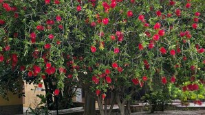 Un arbre aux fleurs rouges dans un espace paysager.