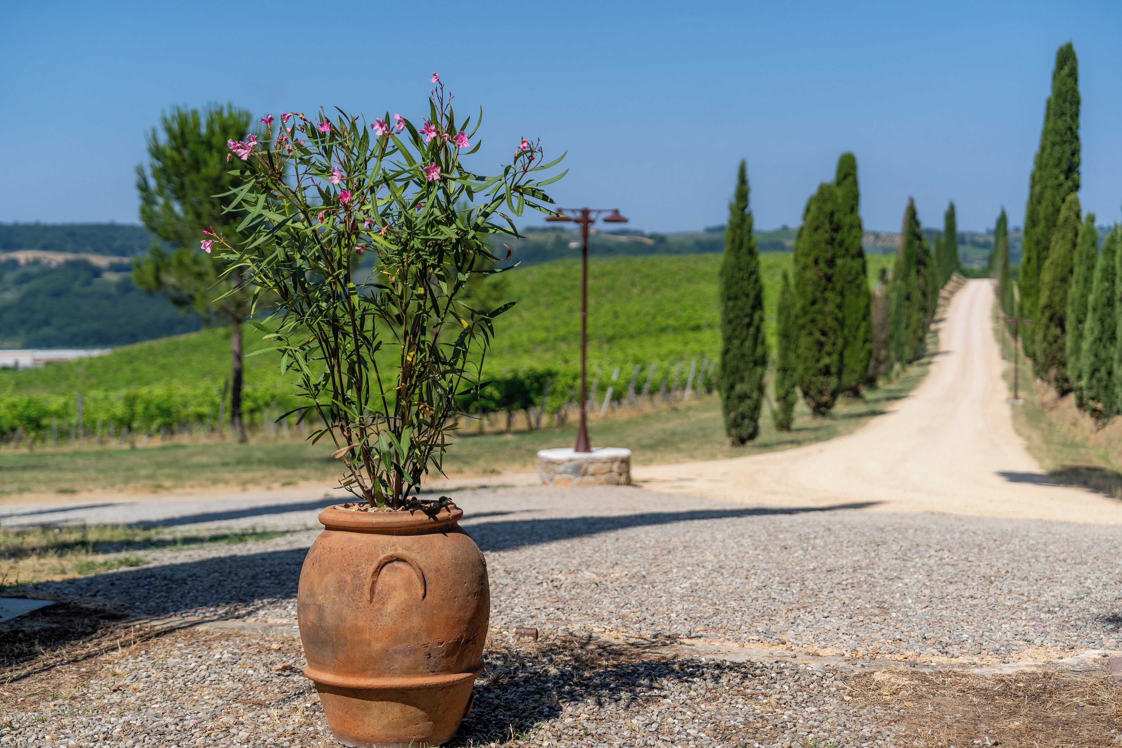 A potted plant on a gravel path with a rural road and cypress trees in the background.