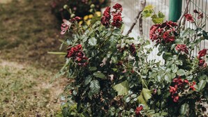 Um jardim com cerca coberta de hera, área gramada e uma tenda branca ao fundo.