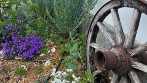 Een tuin met verschillende planten en een houten rad.