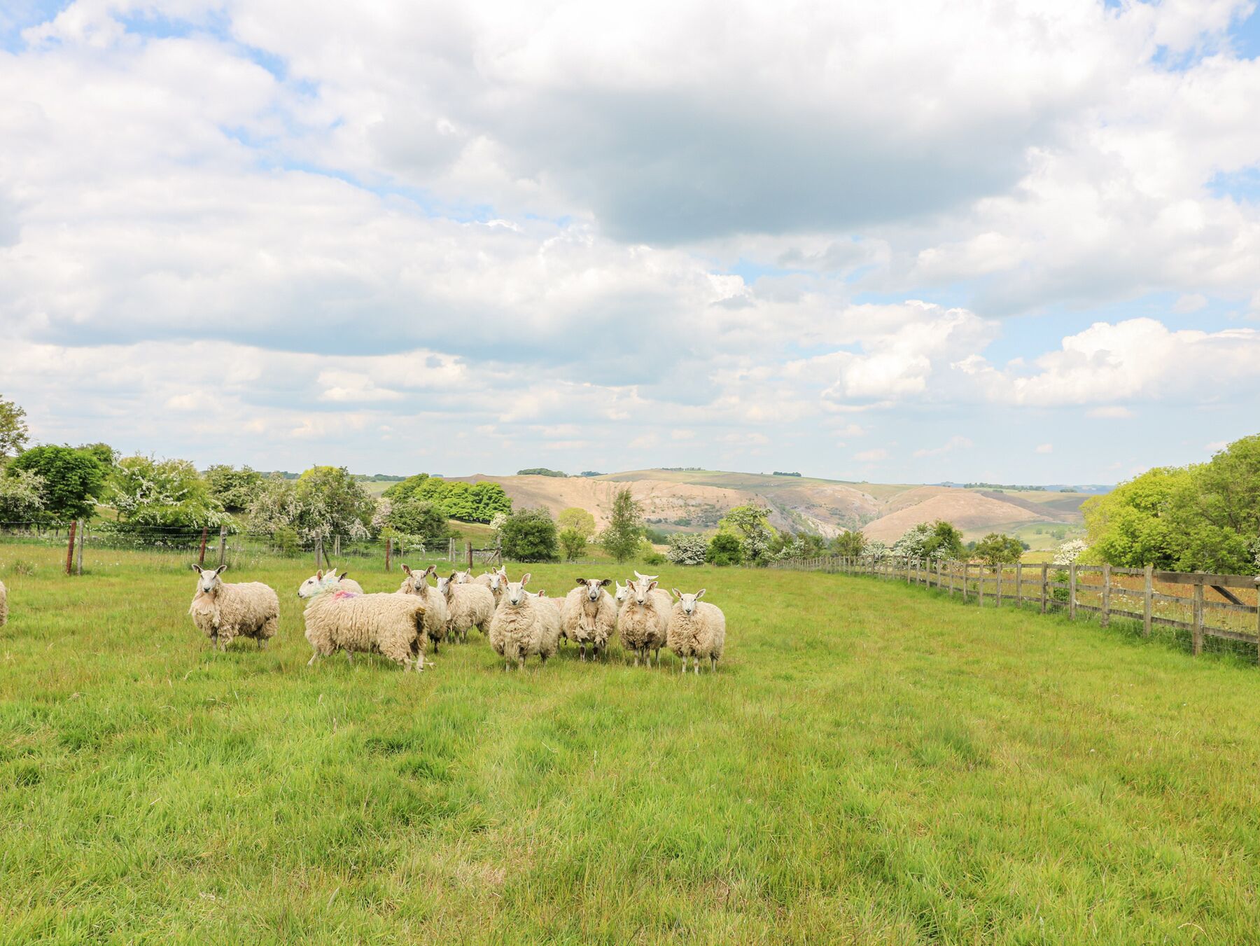 A grassy field with a flock of sheep and a wooden fence.