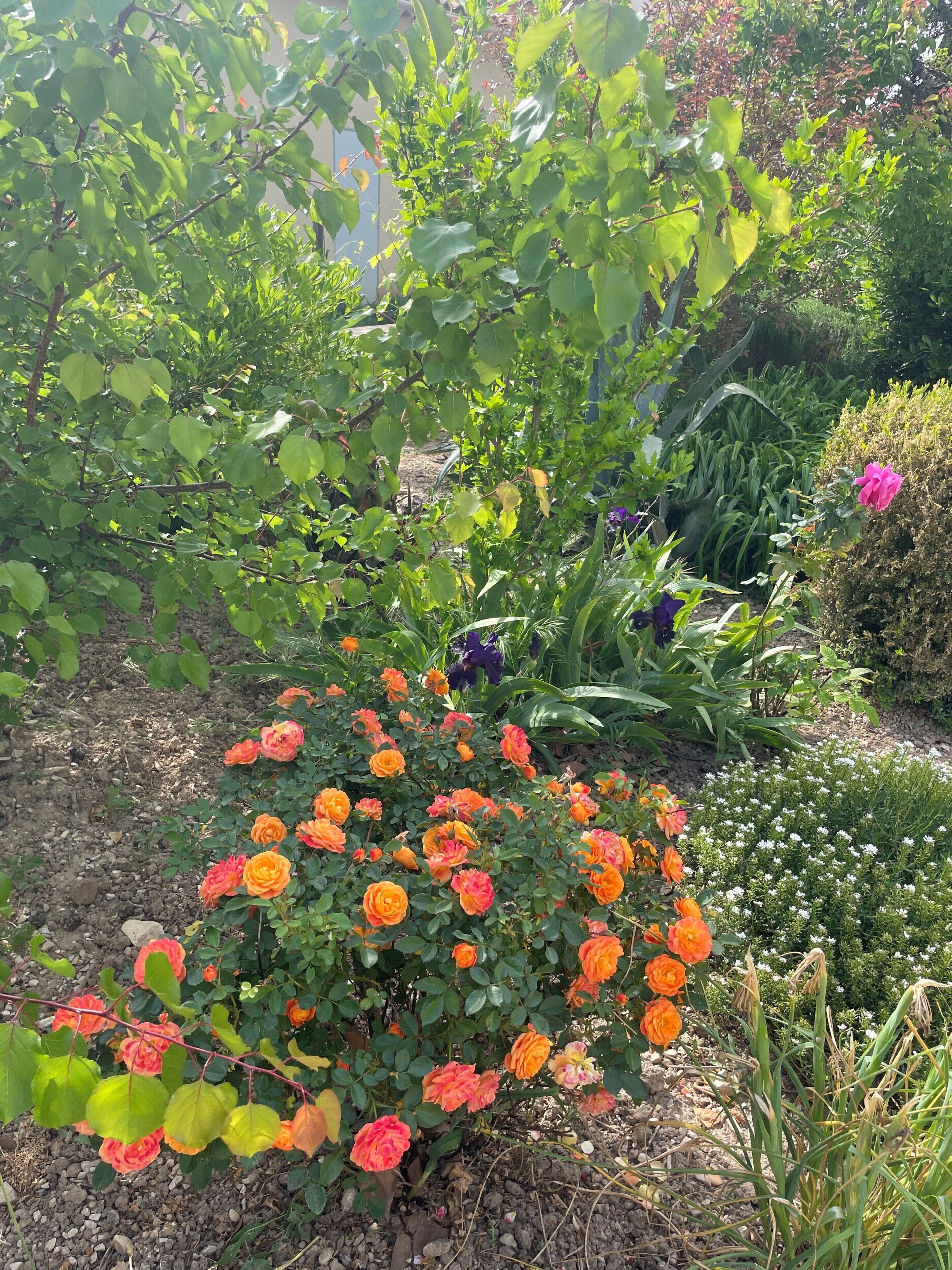 A garden with various plants and flowers, including roses and other greenery.