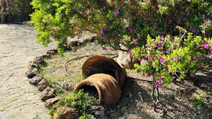 Un jardin où l’on trouve une grande variété de plantes et un sentier rustique pavé de pierres.