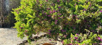 Divers house in Mykonos