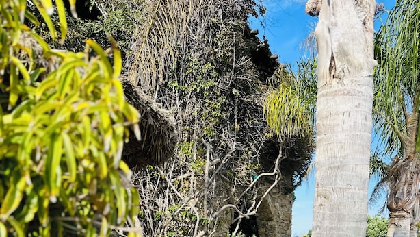 Un chemin de pierres qui traverse un jardin agrémenté de plantes en pot et d’un palmier.