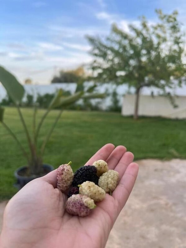 A hand holding various small, round fruits. - Casa Firma (Korba)