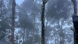 A forested area with a pathway leading to a building with a green roof. - Roots Munnar (Devikolam)