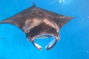 Miscellaneous - Ocean Pearl :Deluxe Standard Room (Maafushi)