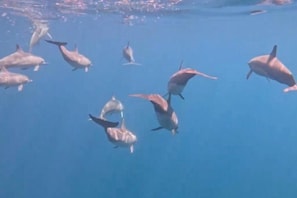 Divers