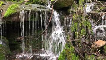 A small, moss-covered waterfall in a forested area with dense trees and rocky terrain.