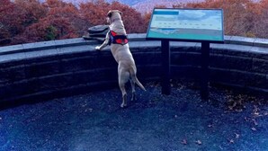 Un perro de pie en una plataforma panorámica, con un cartel, observando un paisaje montañoso.
