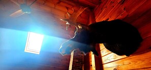 A wooden interior with a mounted animal head and a ceiling fan. - Rockwood Retreat*Pet Friendly*Lake Access*A/C*Smart TV (Rockwood)