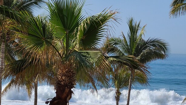 Un resort frente al mar con palmeras, sillas de descanso y una piscina.