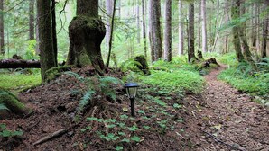 Une zone boisée avec un sentier, un arbre abattu et un lampadaire.