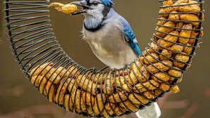 A bird feeder with peanuts, designed in a circular shape with a wire structure. - Escape to Nature, Sleep Under The Stars (Zephyr)