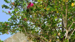 A stone wall with a door, surrounded by lush greenery and flowering plants. - Central Villa, big spaces, 180° Seaview with infinite Pool con hot Jacuzzi (Las Terrenas)