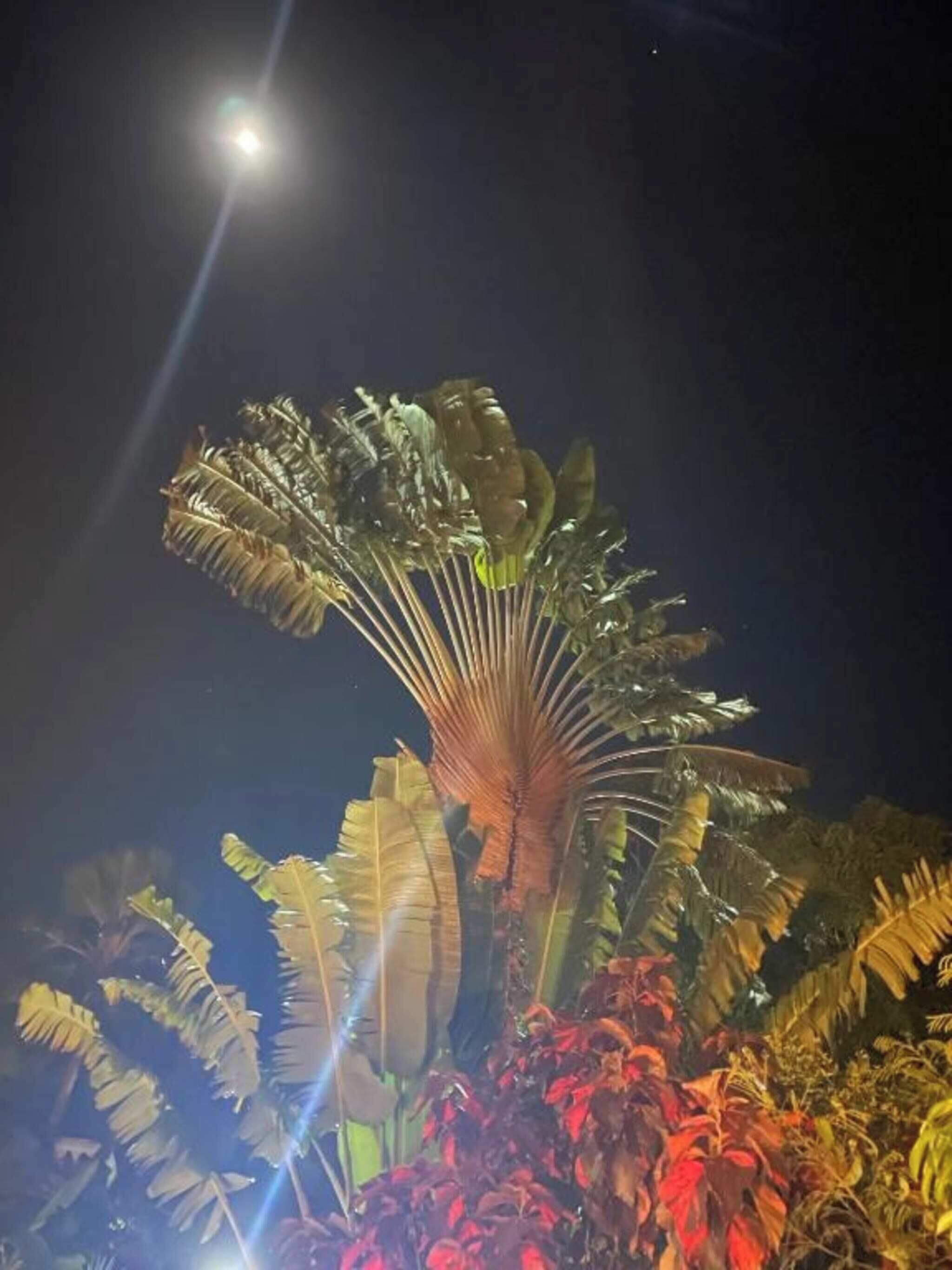 A night scene with a plant arrangement under a spotlight.