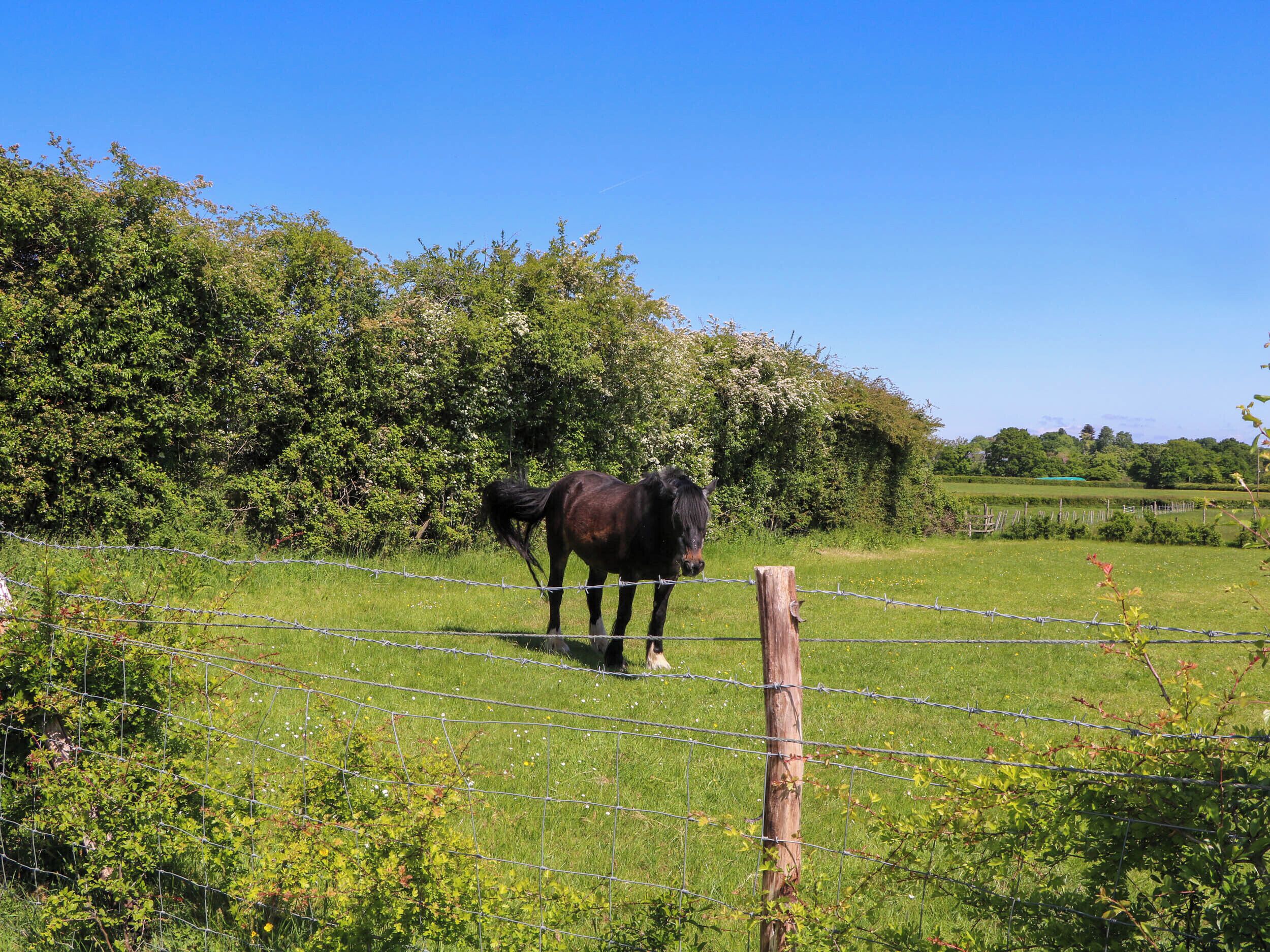 A horse grazing in a fenced field with lush greenery and trees in the background.