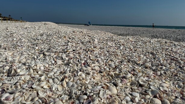 Una playa con una amplia extensión de conchas blancas cubriendo la arena.