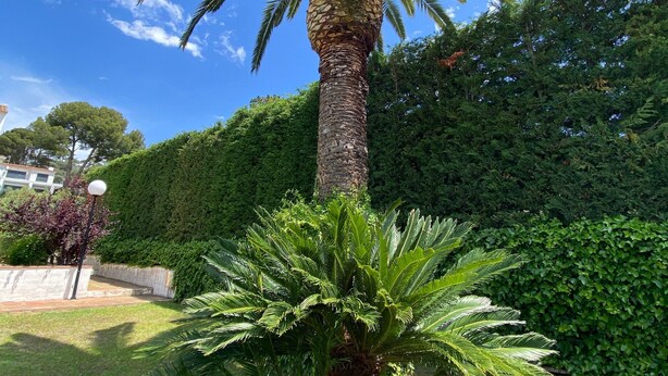 A tall palm tree with a thick trunk and a dense canopy of green leaves, surrounded by well-maintained grass and a hedge. - Apartment 'Fantástico S´agaró' with Shared Pool, Private Terrace and Shared Garden (S'Agaró)