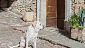 Un bâtiment en pierre avec une porte en bois et un portail en métal, un pot de fleurs et un chien sur le pavé.