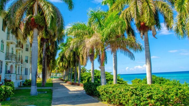 A pathway lined with palm trees leading to a building with balconies.