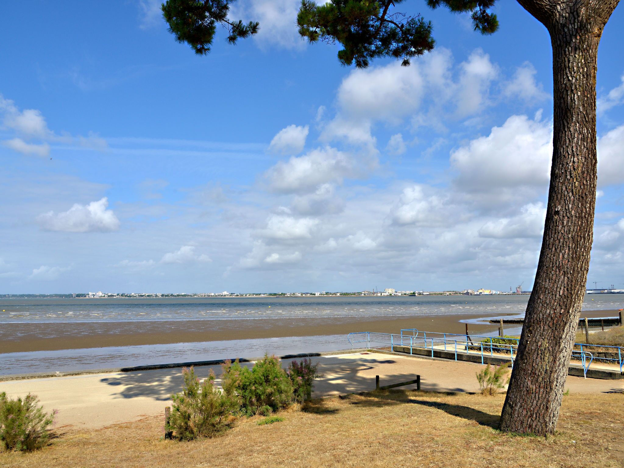 Uma praia com uma árvore, um banco e vista para o mar e edifícios ao longe.