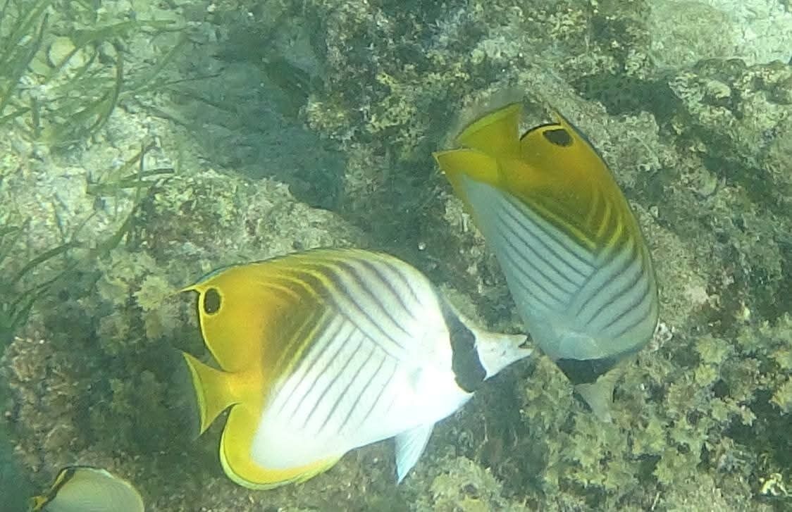 Deux poissons aux corps jaune et blanc nagent près d’une surface rocheuse sous-marine.