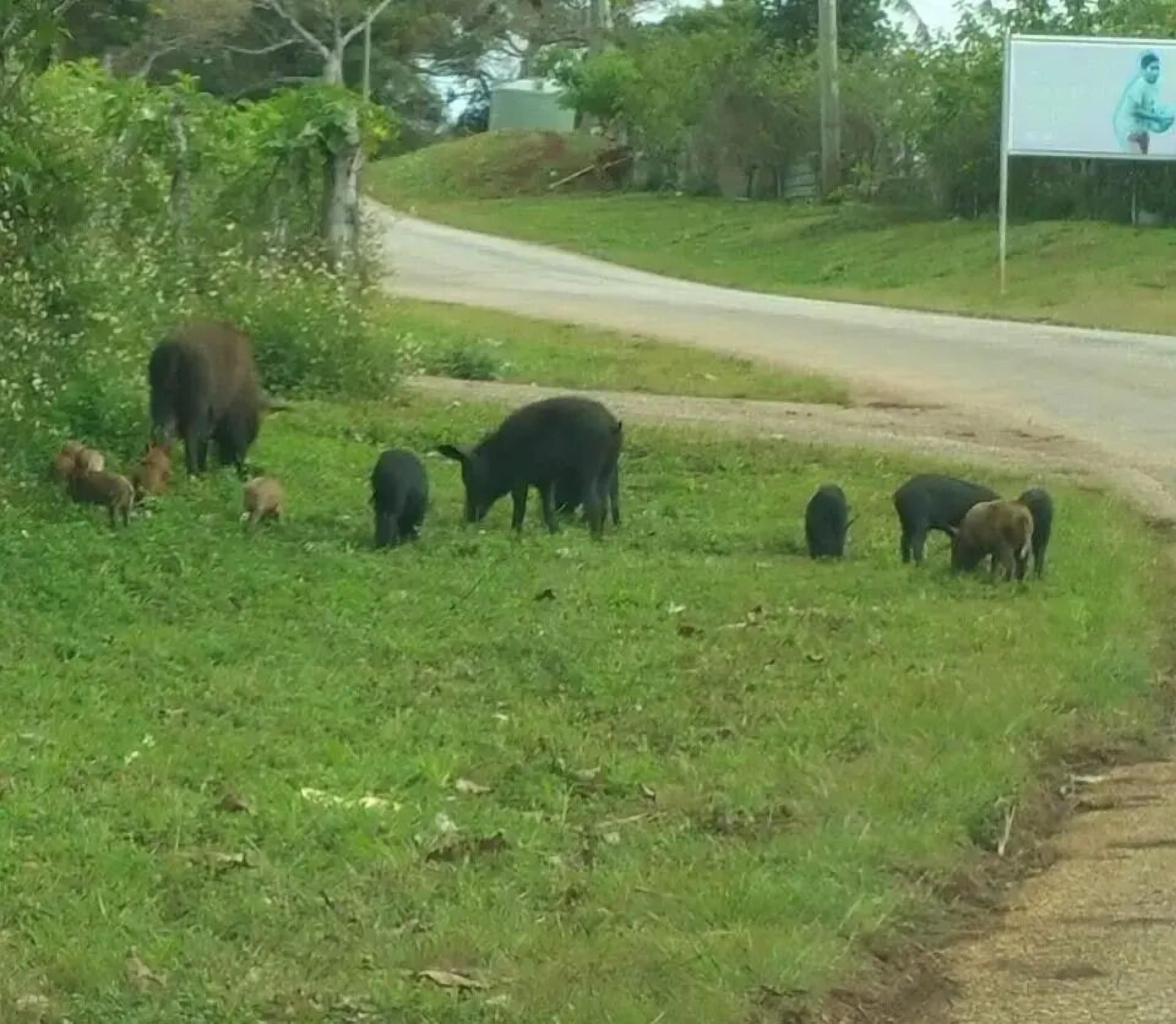 Eine ländliche Straße mit einer Wiese und ein paar grasenden Kühen.